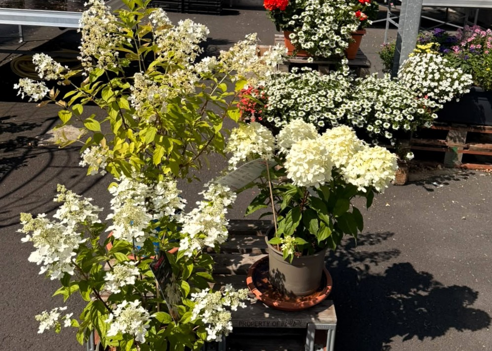 Monheimer Blumenmarkt